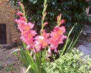 Le jardin du 22 Juillet