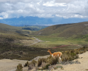 L'Avenue des Volcans