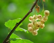Jules, le petit maquereau confiné