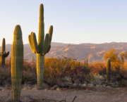 Jour numéro 4 : Cactus
