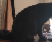 Il re dei gatti