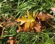 Le jardin du 24 Octobre