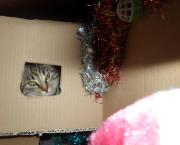 Un chaton pour Noël