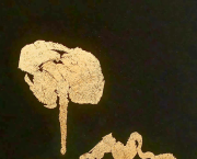 Racine et Botanique de l'Absolu