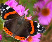 Adieu papillon