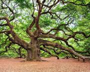 Thème = Nature rythmée