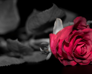 Romance, Dark romance : gare au mépris de genre !