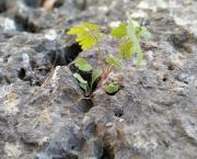 Allégorie de la déraison éclairée  