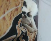 La perte d'un animal