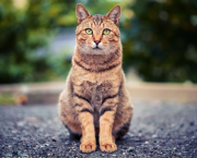 Du pipi de chat