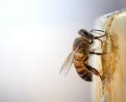 Quand les abeilles meurent, pourquoi ?