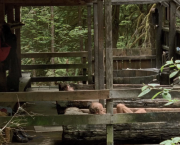 Old Joy (Kelly Reichardt, 2006)