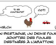 Drive pour adopter des poules