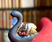 Fleurs mathématiques et cygne flou