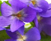Un parfum de violette