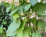 Le jardin du 31 Juillet