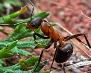 La fourmi est notre amie...
