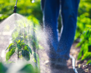 the Gliphosate related to ADHD insurgency