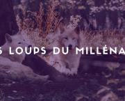 J'ai lu "Les loups du Millénaire" Tome 2 de Sapir A. Englard