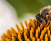 Des abeilles pour détecter des explosifs