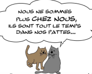 chats et confinement