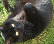 Message de Chipie : Incarnation et abandon