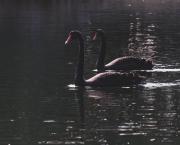 le Virus et le Cygne Noir : Black Swan en 2020