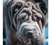 Chien bleu a le blues