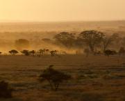 Faune sud-africaine (1)