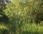 Le jardin du 5 Octobre - la poule d'eau