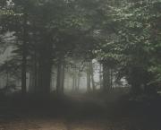 S ' ENFONCER DANS LA BRUME