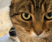 Dialogue avec mon chat