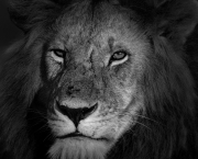 Le Lion est triste ce soir