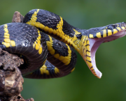 Aphorisme n° 19 : Le coup et le poison