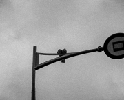 s’enfemmer (v. impers.)