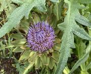 Le jardin du 5 Novembre