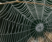 Le consensus tyrannique