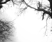 Feuillet du mois : Lueurs de décembre