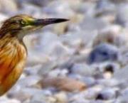 Qq oiseaux (2)