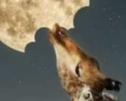 La langue des oiseaux comme fondement de la symbolique alchimique