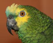 COVID19 : PERMIS DE TUER (une nouvelle Croisade : propagande, mensonge, emprise, prédictions, détournement, scandale!).