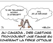 Castors fans d'internet