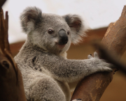 Les koalas sont des pervers polygames