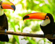 Deux oiseaux qui s’aiment