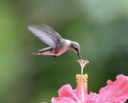 Soyons colibri