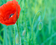 Mini expo photo 15 : Gentil coquelicot