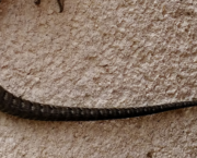 Lézardage