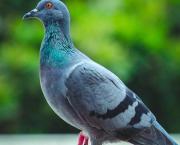 Celui qui voulait parler aux oiseaux