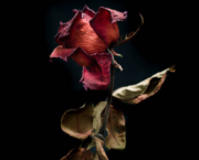 Lettre à ceux qui parlent trop fort