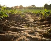 Sous le compost